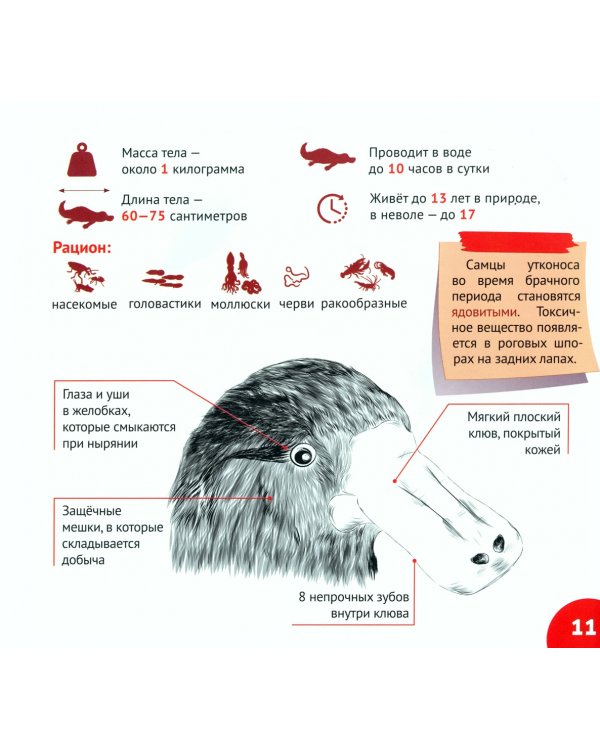 Уникальный мир Австралии и Океании