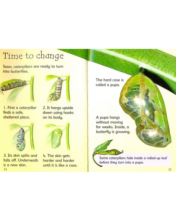 Caterpillars and Butterflies