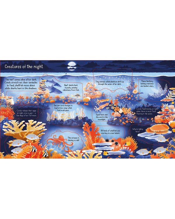 Look inside a Coral Reef