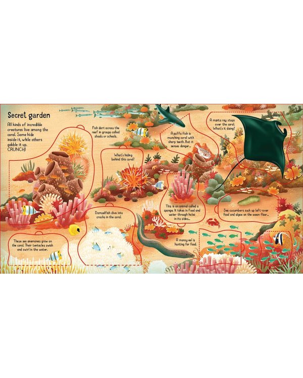 Look inside a Coral Reef