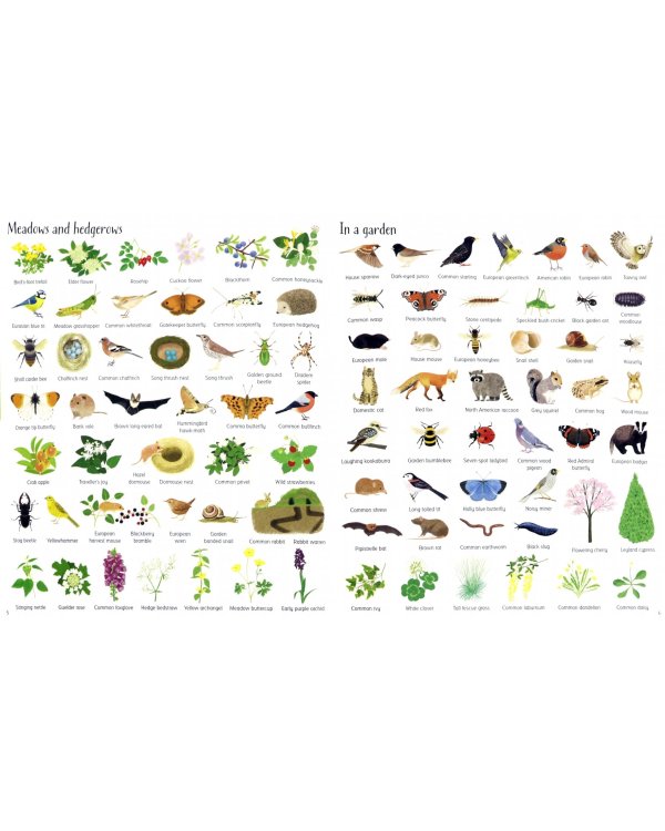 1000 Things in Nature (1000 Pictures)