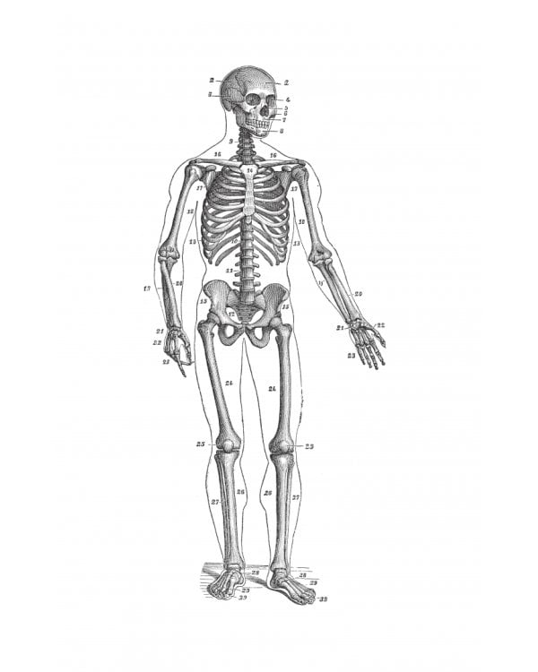 Увлекательная история медицины. От вирусов до эпидемий