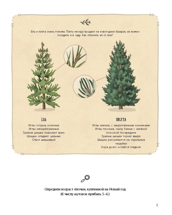 Елка и ее родственники