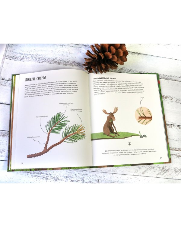 Елка и ее родственники