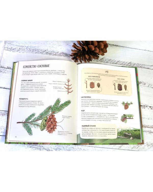 Елка и ее родственники