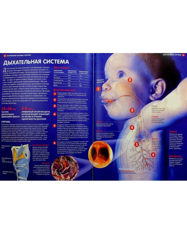 Человек. Большая иллюстрированная энциклопедия