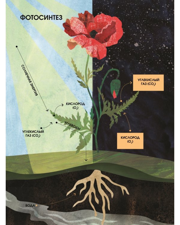Язык растений. Понимаем, как общаются растения