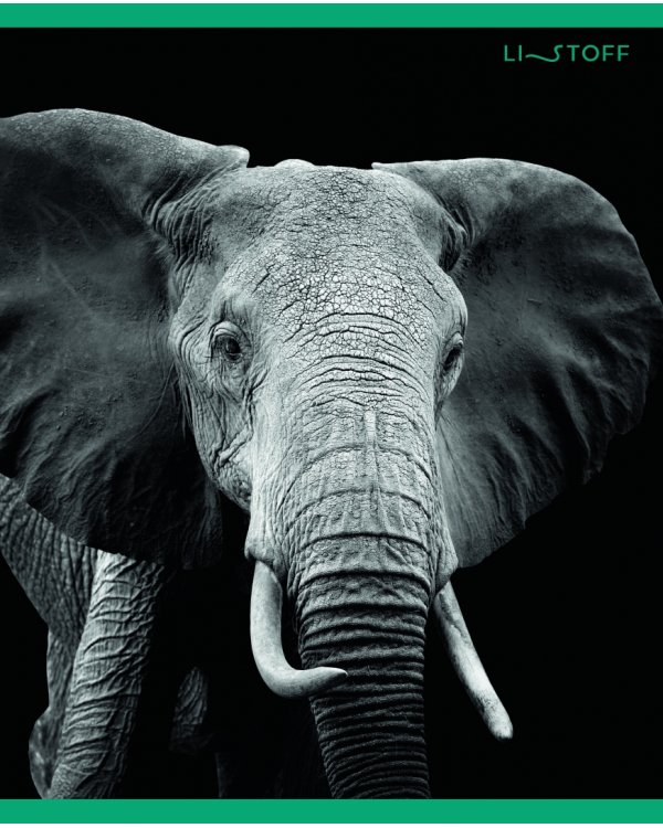 Тетрадь В мире дикой природы, А5, 96 листов, клетка