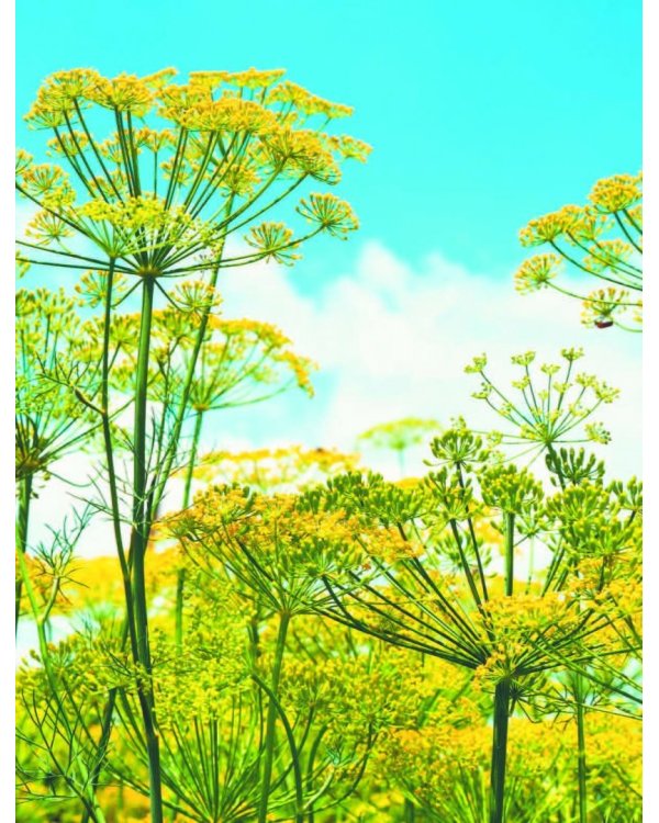 Большая иллюстрированная энциклопедия разумно ленивого огородника и садовода