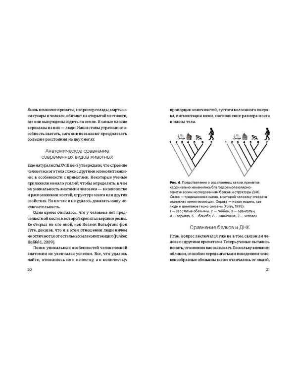 Эволюция человека