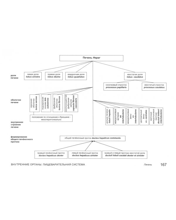 Анатомия человека в графологических структурах. Учебник