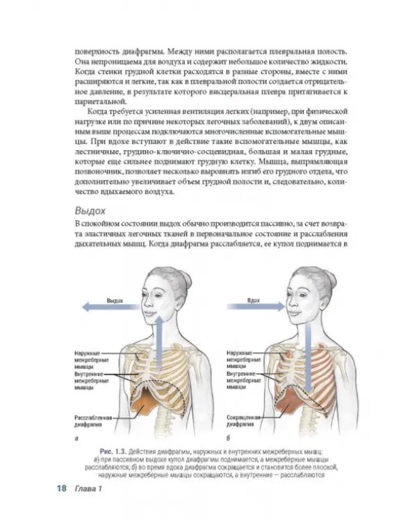 Анатомия пилатеса. Иллюстрированное руководство