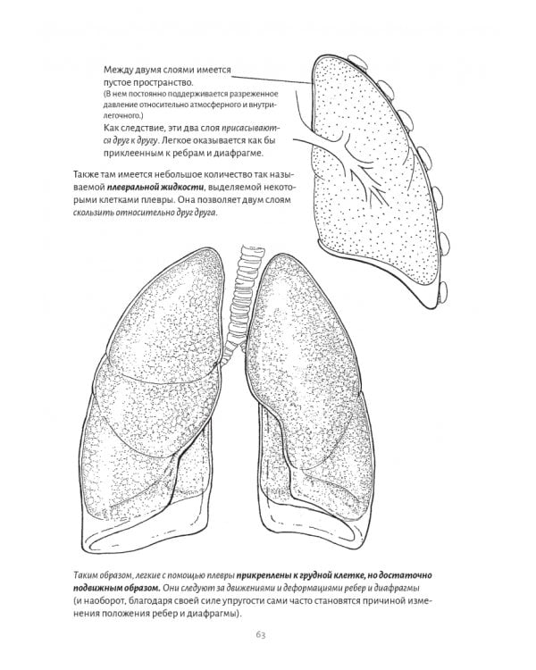 Анатомия дыхания