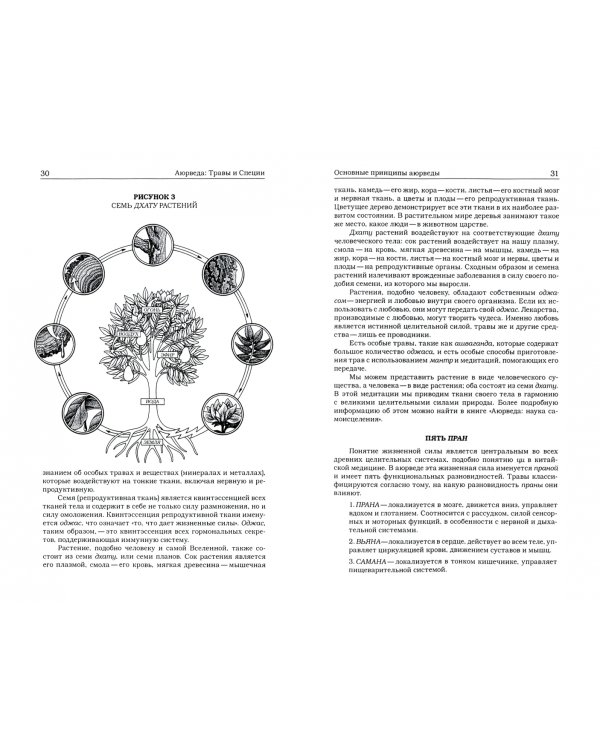 Травы и специи