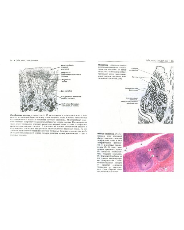 Гистология. Атлас для практических занятий. Учебное пособие