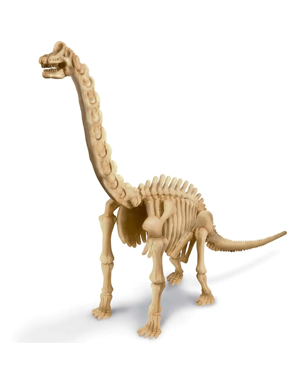 4M Скелет Брахиозавра