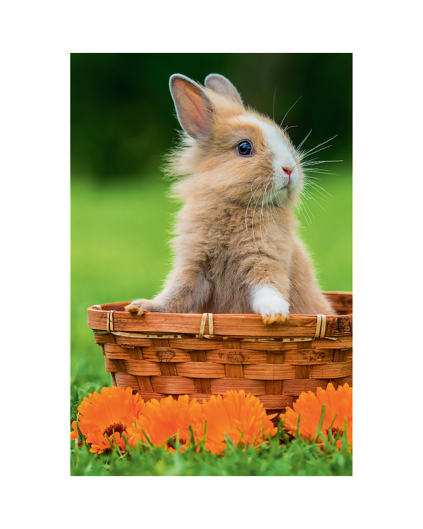 TREFL Мини пазл 54 Милые животные