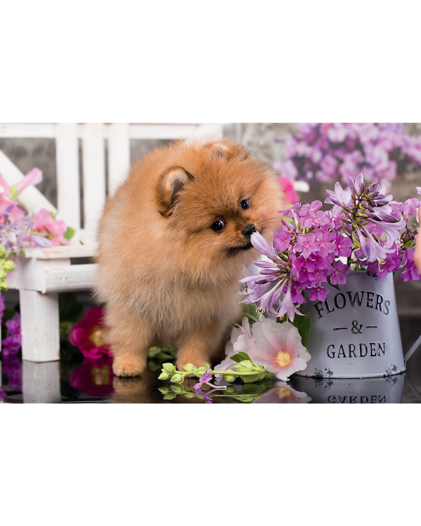 TREFL Мини пазл 54 Милые животные