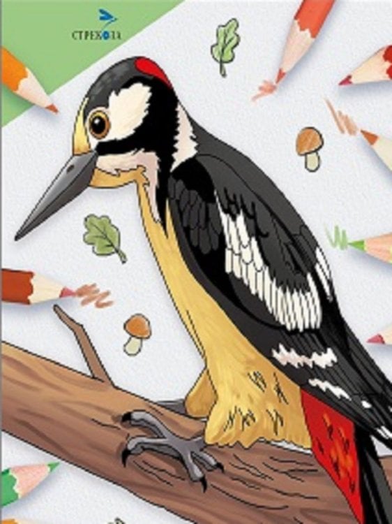 Окружающий мир. Раскраска Окружающий мир. Раскраска. Птицы нашего леса