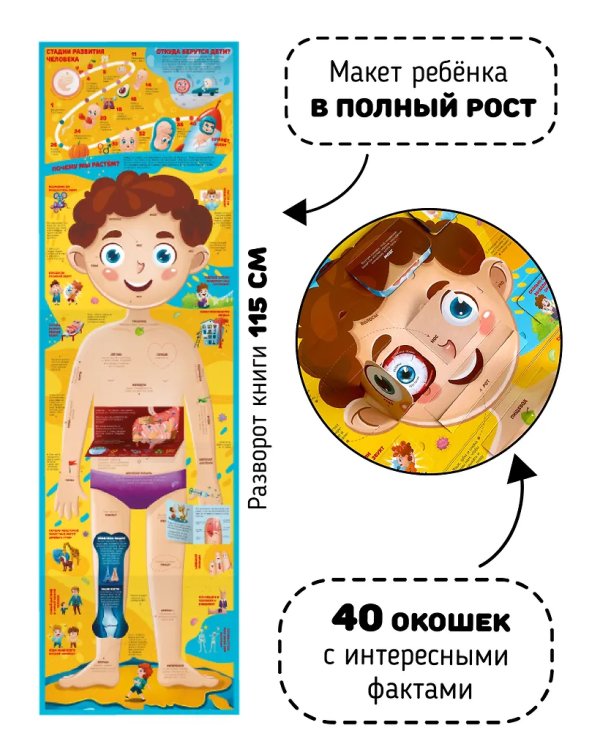 Что внутри человека? Анатомия