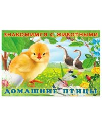 Домашние птицы