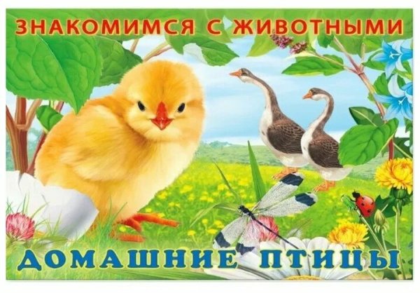 Домашние птицы