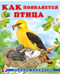 Как появляется птица