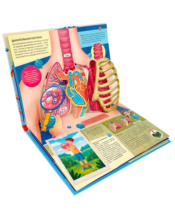 POP UP энциклопедия. Анатомия: книжка-панорамка (интегральная)