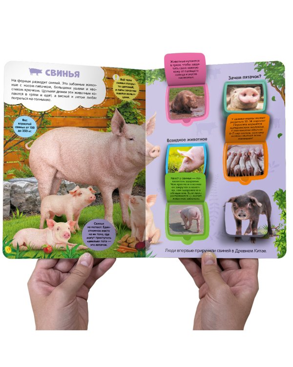 Первые знания малыша(с окошками). Ферма