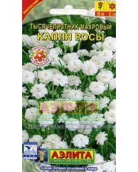 Семена. Тысячелистник "Капля росы", махровый, многолетник