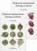 Избранные произведения  (количество томов: 2)