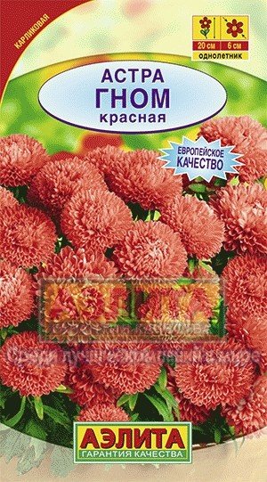 Семена. Астра "Гном", красная, однолетник (вес: 0,2 г)