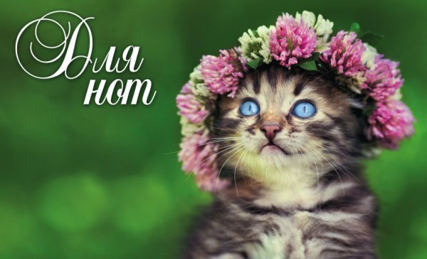 Нотная тетрадь (маленькая на скрепке). Котенок в венке