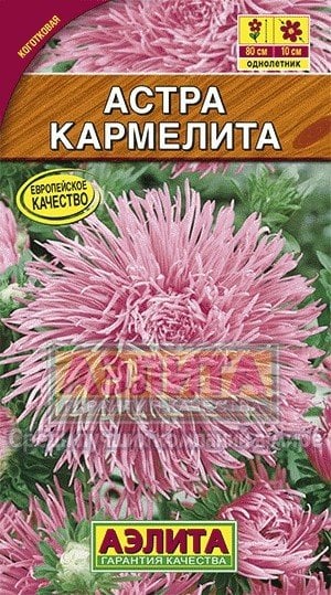 Семена. Астра "Кармелита", однолетник (вес: 0,2 г)