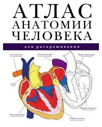 Атлас анатомии человека для раскрашивания