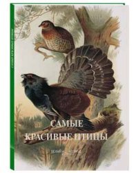 Самые красивые птицы