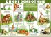 Плакат "Дикие животные"