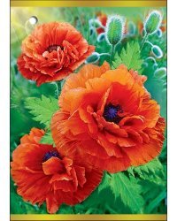 Открытка без надписи