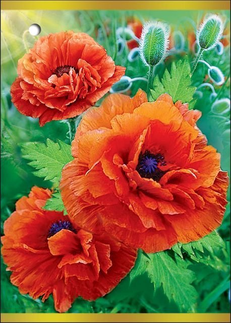 Открытка без надписи