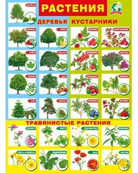 Плакат "Растения"