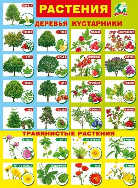 Плакат "Растения"
