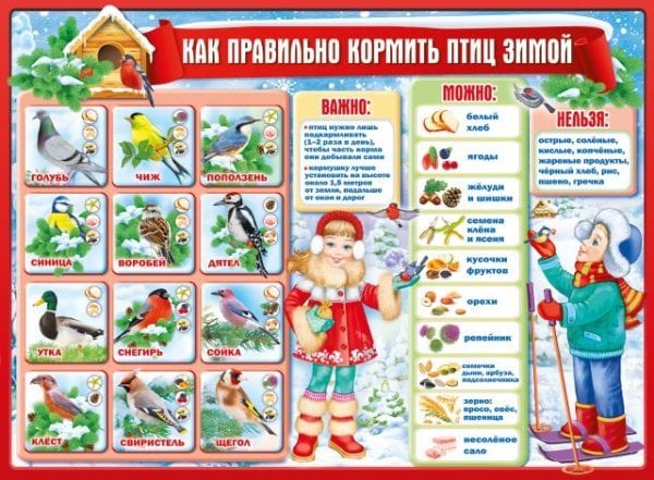 Плакат "Как правильно кормить птиц зимой"