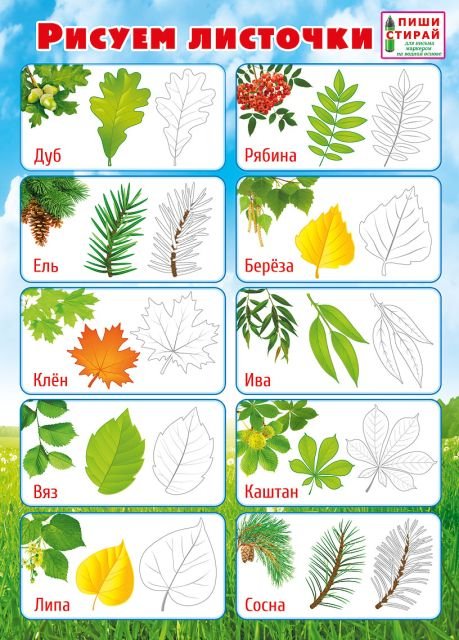 Мини-плакат "Рисуем листочки" (Пиши-стирай)