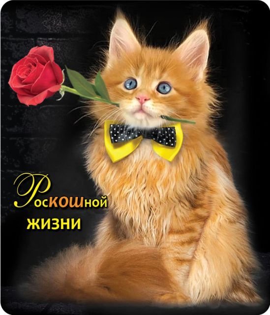 Виниловый магнит "РосКОШной жизни"