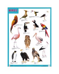 Плакаты (англ). BIRDS (Птицы)