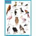 Обложка книги «Плакаты (англ). BIRDS (Птицы)», ISBN 9785431508653
