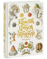 Красота форм в природе