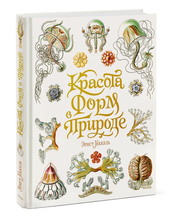 Красота форм в природе