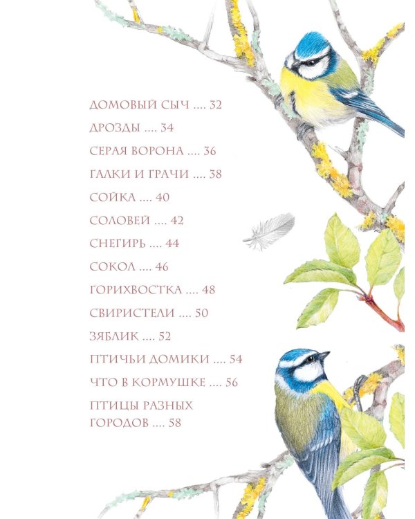 Птицы в городе