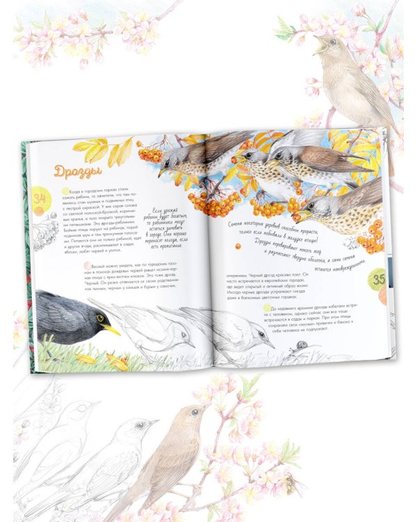 Птицы в городе